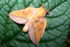 FIGURE 1c FIGURE 1c